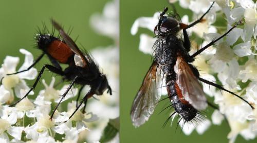 Réf. 263 696 : Eriothrix rufomaculata